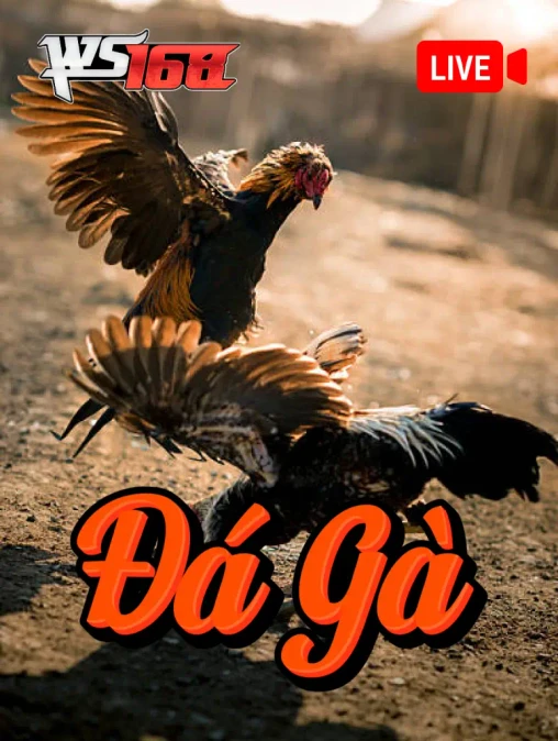 Q88 Đá Gà WS168